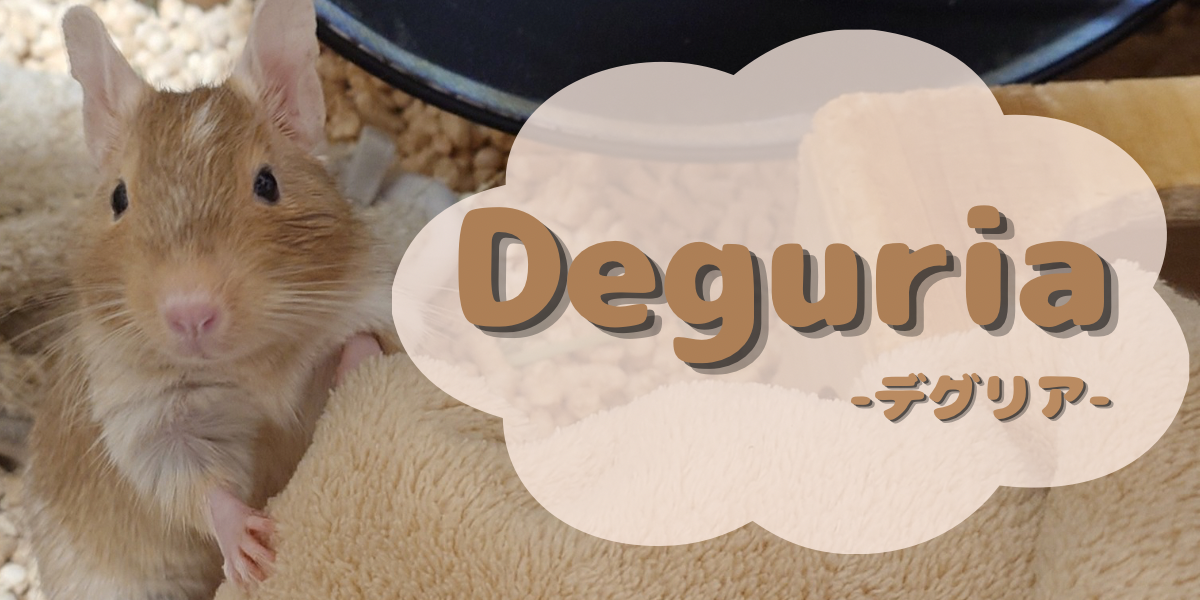 Deguria-デグリア-のTOP画像